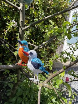 haakpatroon Senegal-ijsvogel