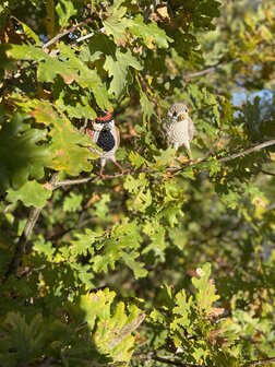 crochetpattern house Sparrow