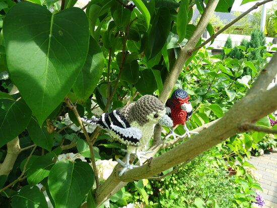 crochet pattern Finch