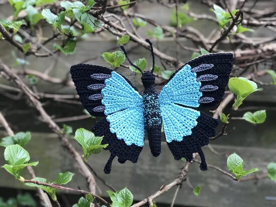 haakpatroon de blauwe tropische vlinder, Papilio ulysses