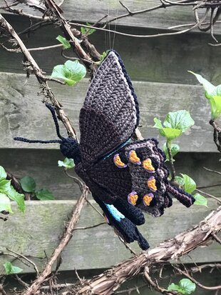 haakpatroon de blauwe tropische vlinder, Papilio ulysses