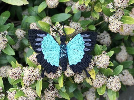 haakpatroon de blauwe tropische vlinder, Papilio ulysses