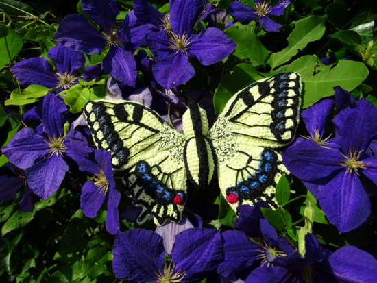haakptroon koninginnepage vlinder