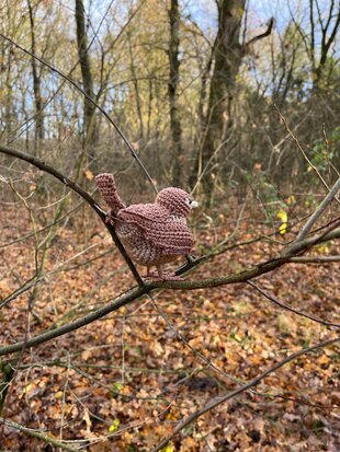 Crochetpattern of the Wren