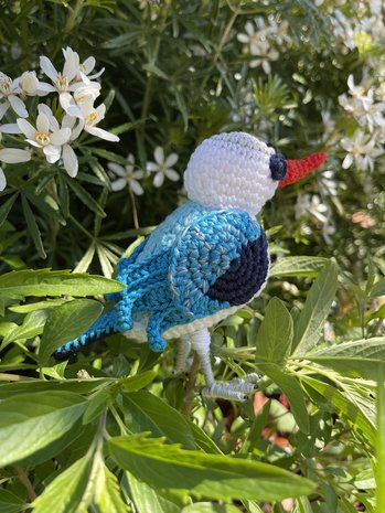 haakpatroon Senegal-ijsvogel