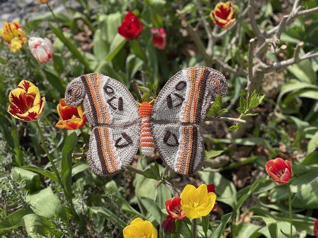 Haakpatroon Atlas vlinder
