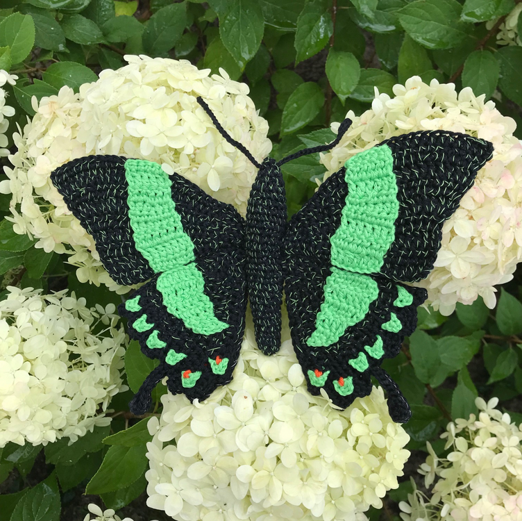 Haakpatroon groene tropische vlinder, Papilio palinurus