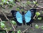 haakpatroon de blauwe tropische vlinder, Papilio ulysses_