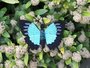 haakpatroon de blauwe tropische vlinder, Papilio ulysses_