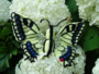 haakptroon koninginnepage vlinder_