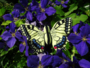 haakptroon koninginnepage vlinder_