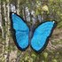haakpatroon morpho vlinder_