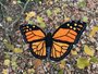 crochet pattern the monarch butterfly_