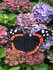Haakpatroon atalanta vlinder_